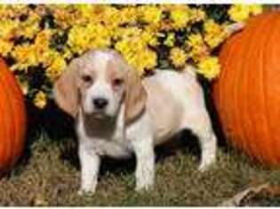 Beagle Puppy for sale in Falcon, MO, USA