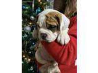 Olde English Bulldogge Puppy for sale in Converse, TX, USA