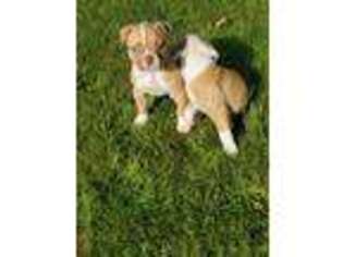 American Bulldog Puppy for sale in Chehalis, WA, USA