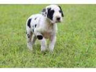 Great Dane Puppy for sale in Grand Rapids, MI, USA