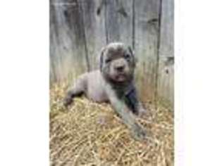 Cane Corso Puppy for sale in Mc Clure, PA, USA