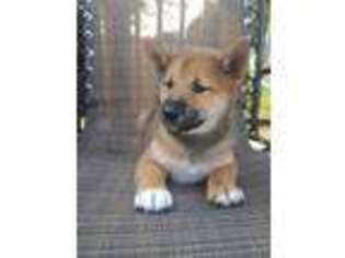 Shiba Inu Puppy for sale in Grabill, IN, USA