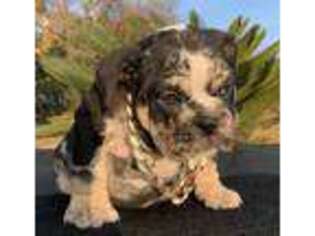 Bulldog Puppy for sale in Visalia, CA, USA