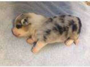 Pembroke Welsh Corgi Puppy for sale in Waco, TX, USA