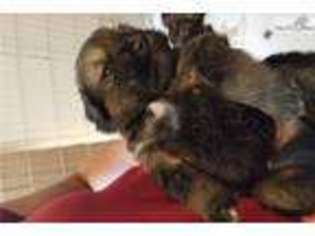 Tibetan Mastiff Puppy for sale in Denver, CO, USA