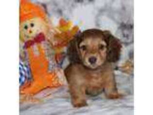 Dachshund Puppy for sale in West Palm Beach, FL, USA