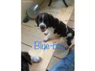 English Springer Spaniel Puppy for sale in Huntingdon Valley, PA, USA