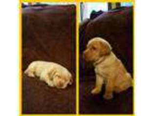 Labrador Retriever Puppy for sale in Richfield Springs, NY, USA
