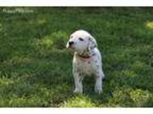 Dalmatian Puppy for sale in Independence, KS, USA