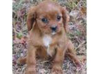 Cavalier King Charles Spaniel Puppy for sale in Mansfield, MO, USA