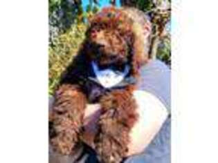 Goldendoodle Puppy for sale in Daytona Beach, FL, USA