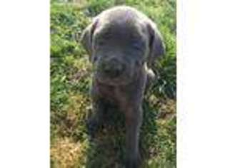 Cane Corso Puppy for sale in Nampa, ID, USA