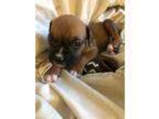 Boxer Puppy for sale in Inwood, WV, USA