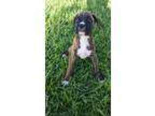 Boxer Puppy for sale in Damon, TX, USA