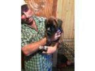 Boxer Puppy for sale in Houston, TX, USA