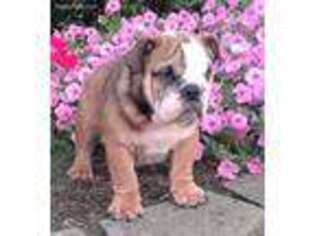 Bulldog Puppy for sale in West Union, OH, USA