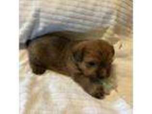 Medium Photo #1 Norfolk Terrier Puppy For Sale in Bismarck, ND, USA