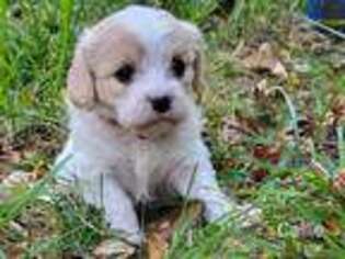 Cavachon Puppy for sale in Alcester, SD, USA