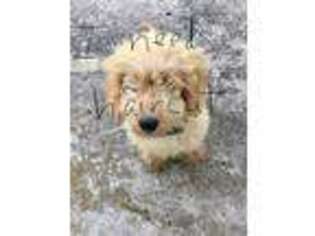 Goldendoodle Puppy for sale in Otterville, MO, USA