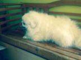 Pekingese Puppy for sale in New York, NY, USA