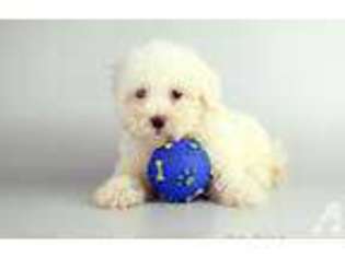 Havanese Puppy for sale in LONG GROVE, IL, USA