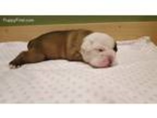 Bulldog Puppy for sale in Northfield, VT, USA
