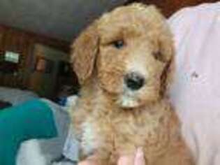 Labradoodle Puppy for sale in Horse Shoe, NC, USA