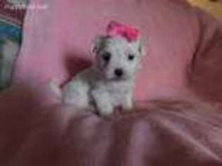 Maltese Puppy for sale in Marion, WI, USA