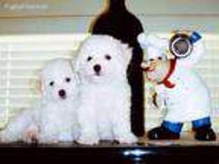 Bichon Frise Puppy for sale in Fremont, CA, USA