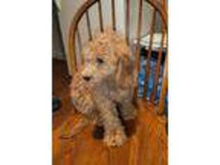 Labradoodle Puppy for sale in Dunellen, NJ, USA