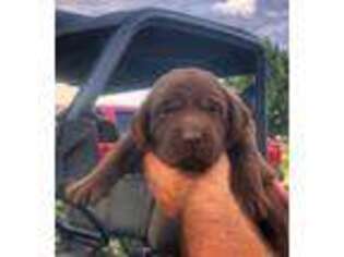 Labrador Retriever Puppy for sale in Wray, GA, USA