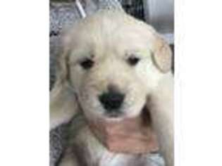 Golden Retriever Puppy for sale in Waterford, CA, USA