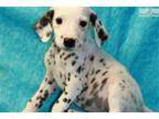 Dalmatian Puppy for sale in Kansas City, MO, USA