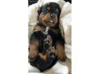 Rottweiler Puppy for sale in Grand Gorge, NY, USA