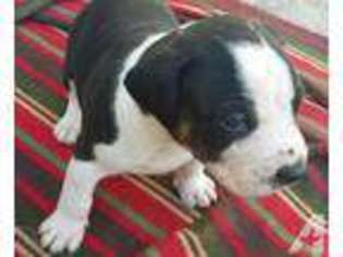 Mutt Puppy for sale in LOXAHATCHEE, FL, USA