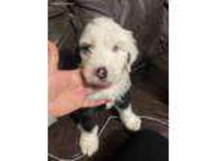 Old English Sheepdog Puppy for sale in Dallas, TX, USA