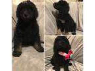 Labradoodle Puppy for sale in New Hartford, NY, USA