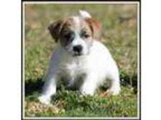 Jack Russell Terrier Puppy for sale in Plain Dealing, LA, USA