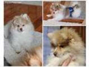 Pomeranian Puppy for sale in Mishawaka, IN, USA