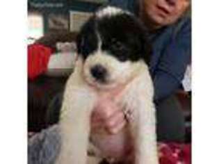 Saint Berdoodle Puppy for sale in Mc Leansboro, IL, USA