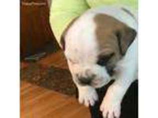 American Bulldog Puppy for sale in Riverdale, IL, USA