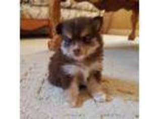 Pomeranian Puppy for sale in Tehachapi, CA, USA