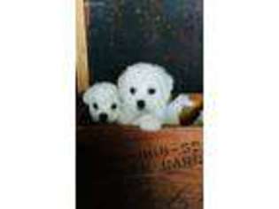 Bichon Frise Puppy for sale in Pangburn, AR, USA