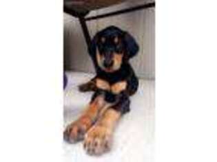 Doberman Pinscher Puppy for sale in Douglass, KS, USA