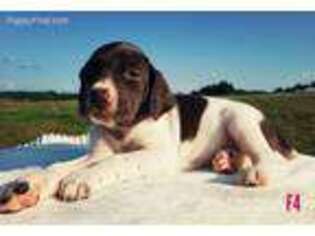 German Shorthaired Pointer Puppy for sale in Spout Spring, VA, USA