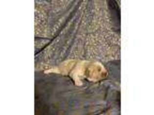 Cavachon Puppy for sale in Holly, MI, USA