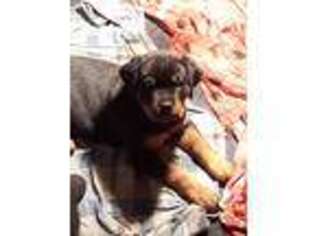 Rottweiler Puppy for sale in Covington, IN, USA