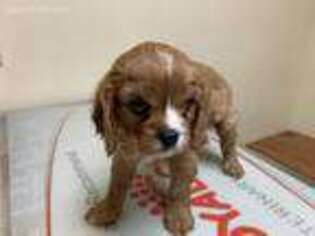 Cavalier King Charles Spaniel Puppy for sale in Lancaster, KY, USA