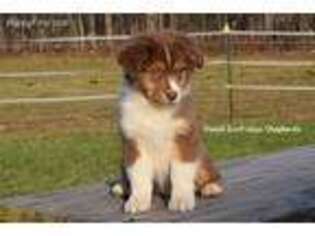 Australian Shepherd Puppy for sale in Clay, NY, USA