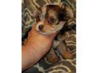 Yorkshire Terrier Puppy for sale in Houston, OH, USA
